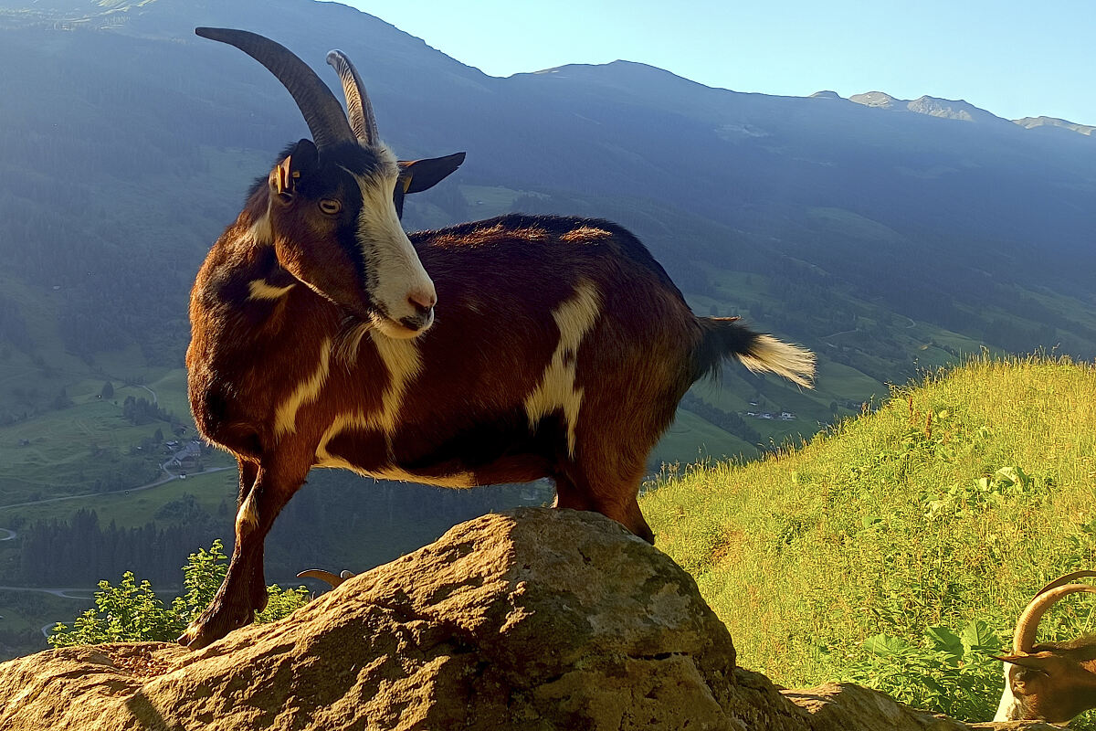 PW - 13 - Marktgschroa