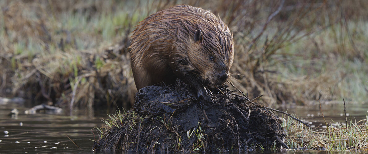 PW - 15 - The Mighty Colorado