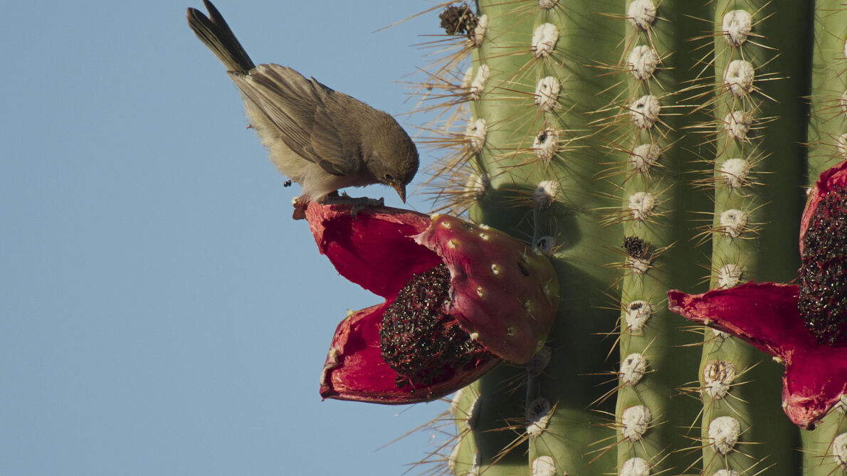PW - 15 - The Mighty Colorado