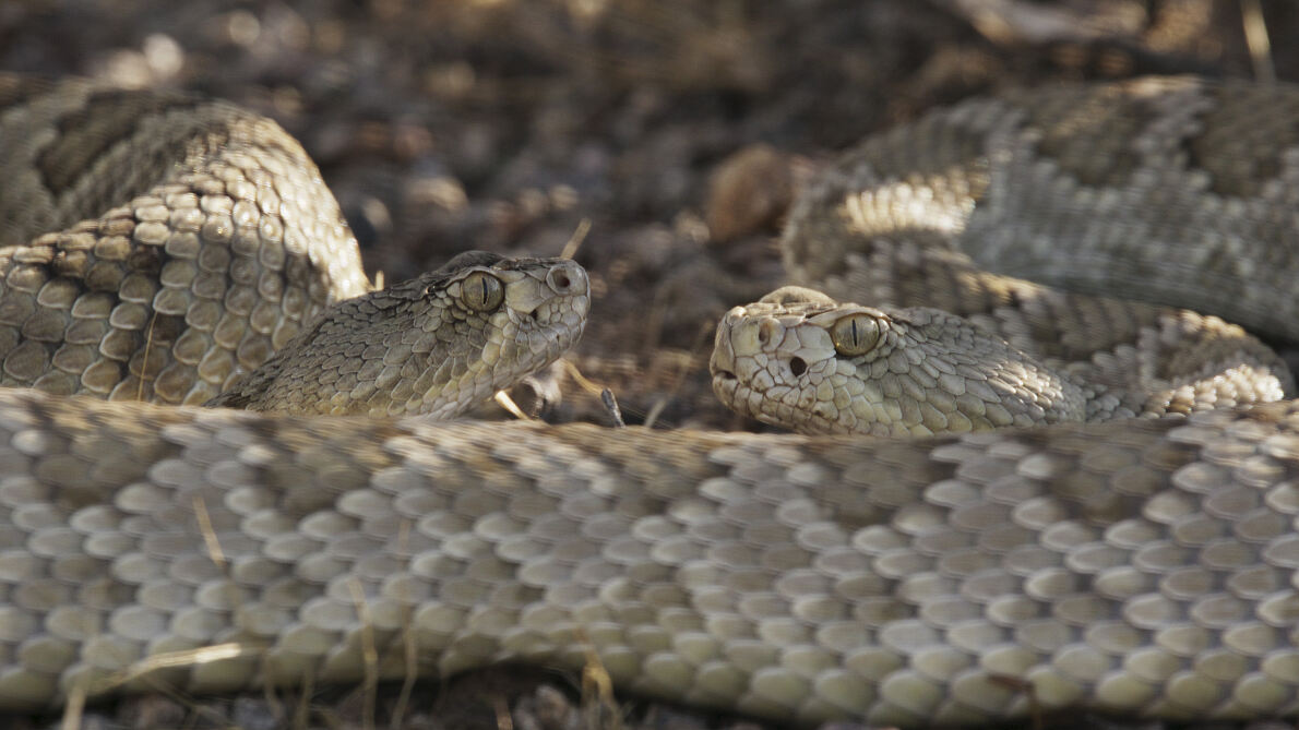 PW - 15 - The Mighty Colorado
