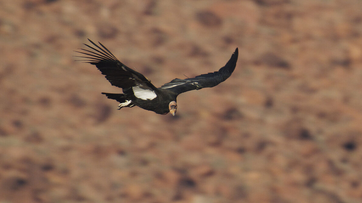 PW - 15 - The Mighty Colorado