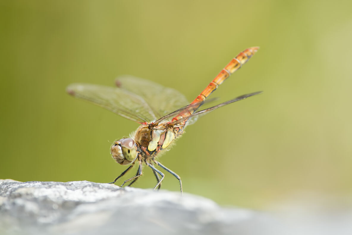 PW - 17 - Terra Mater - Libellen - Funkelnde Jäger