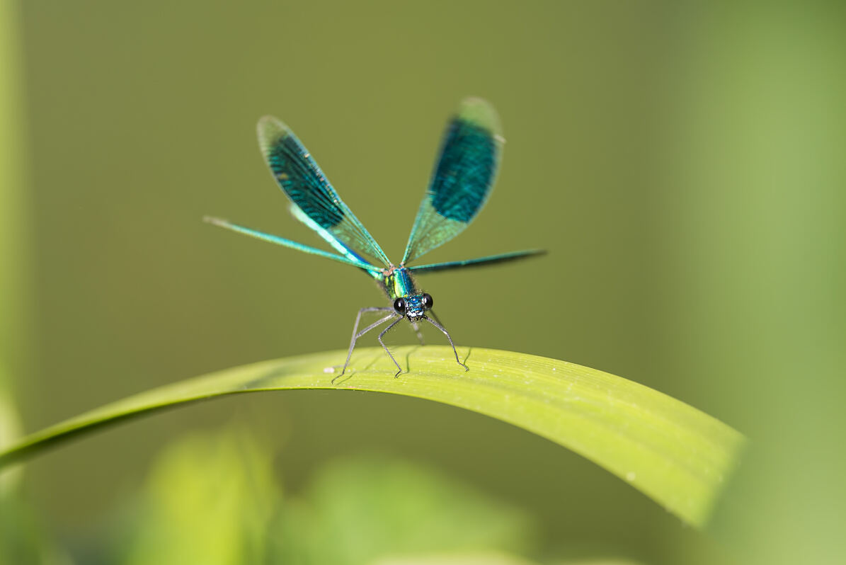PW - 17 - Terra Mater - Libellen - Funkelnde Jäger