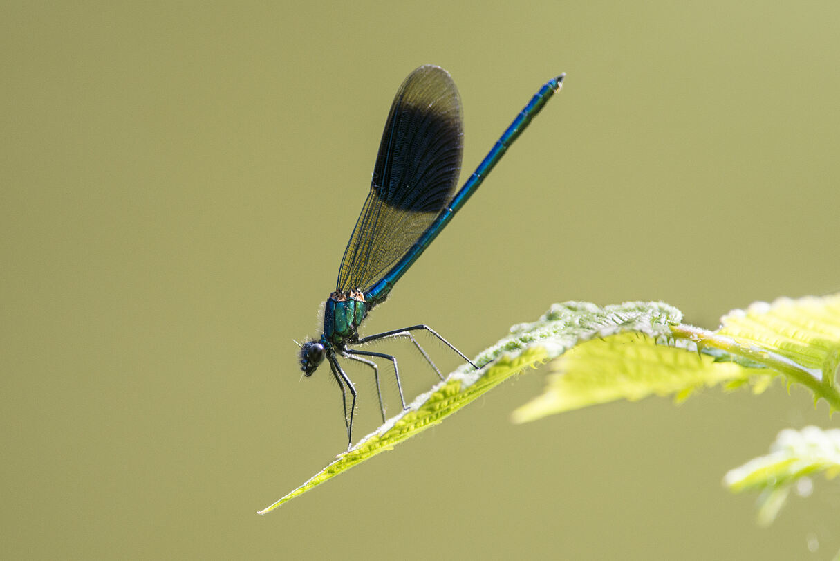 PW - 17 - Terra Mater - Libellen - Funkelnde Jäger