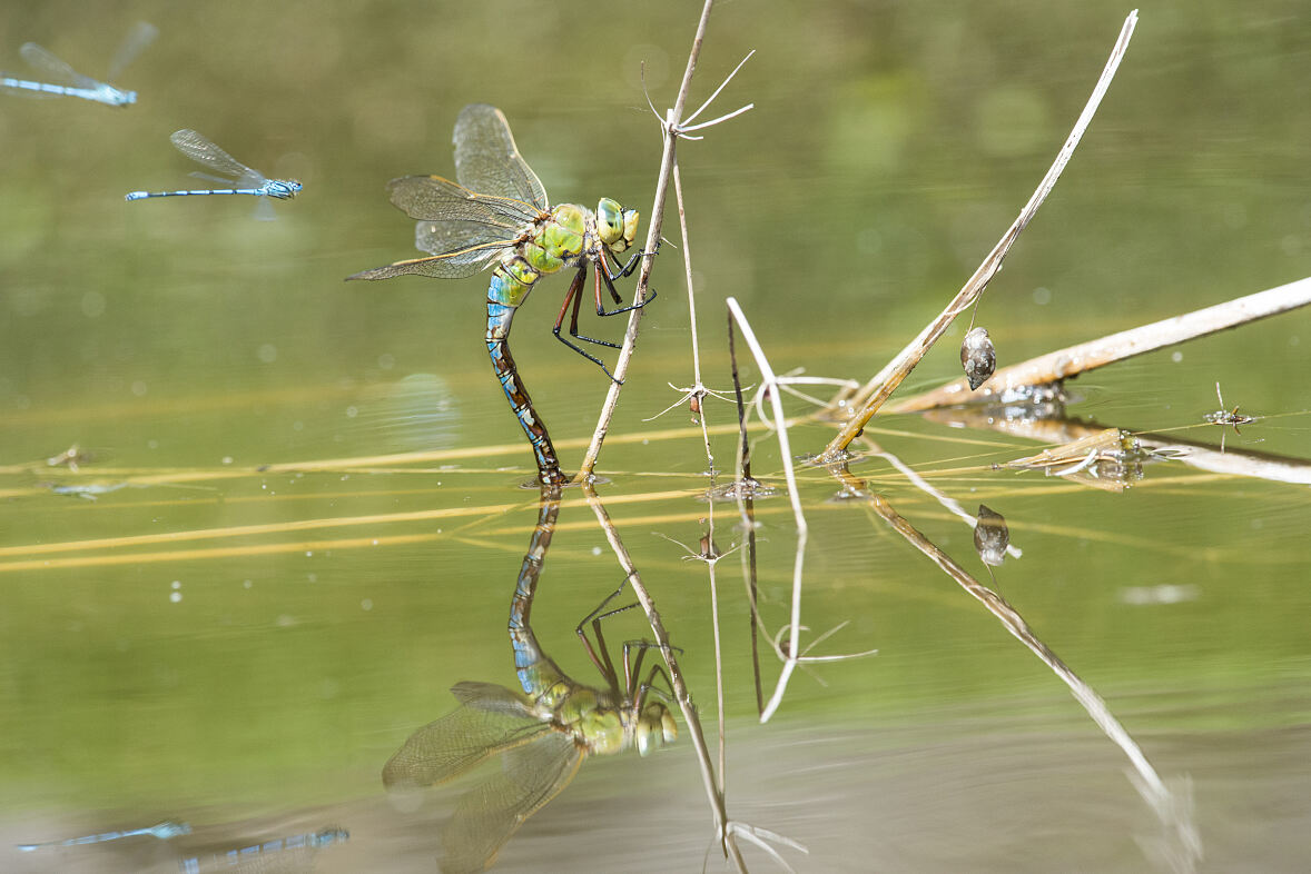 PW - 17 - Terra Mater - Libellen - Funkelnde Jäger