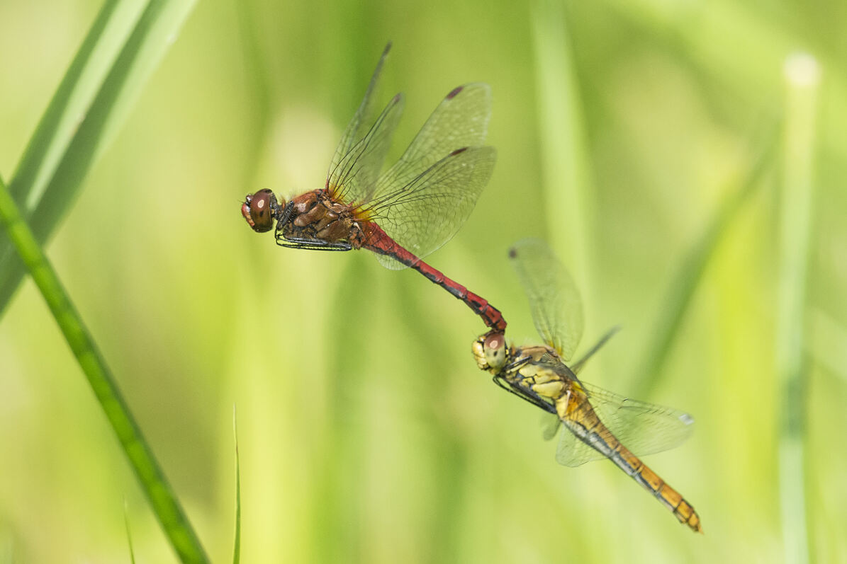 PW - 17 - Terra Mater - Libellen - Funkelnde Jäger