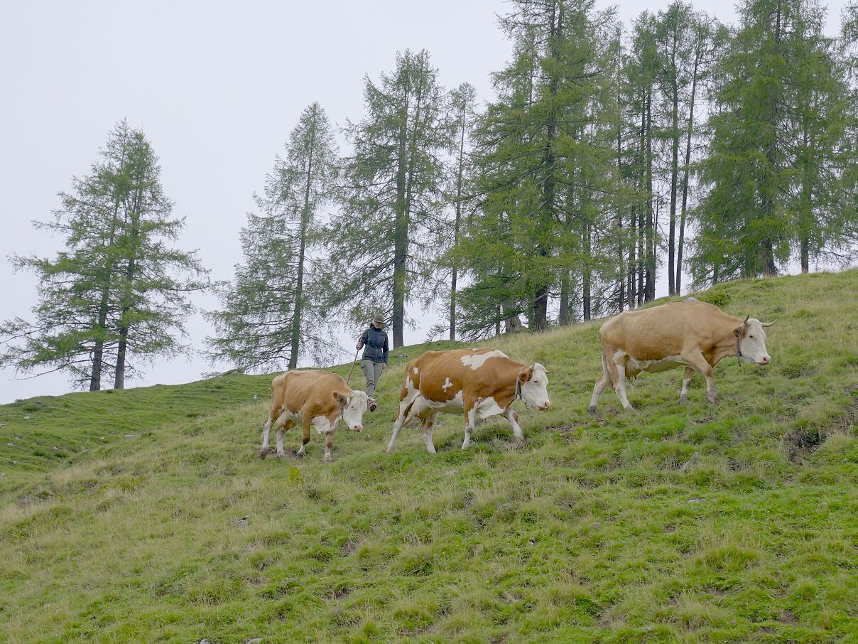 PW - 17 - Ich, Bauer -  Koa gmahde Wiesn