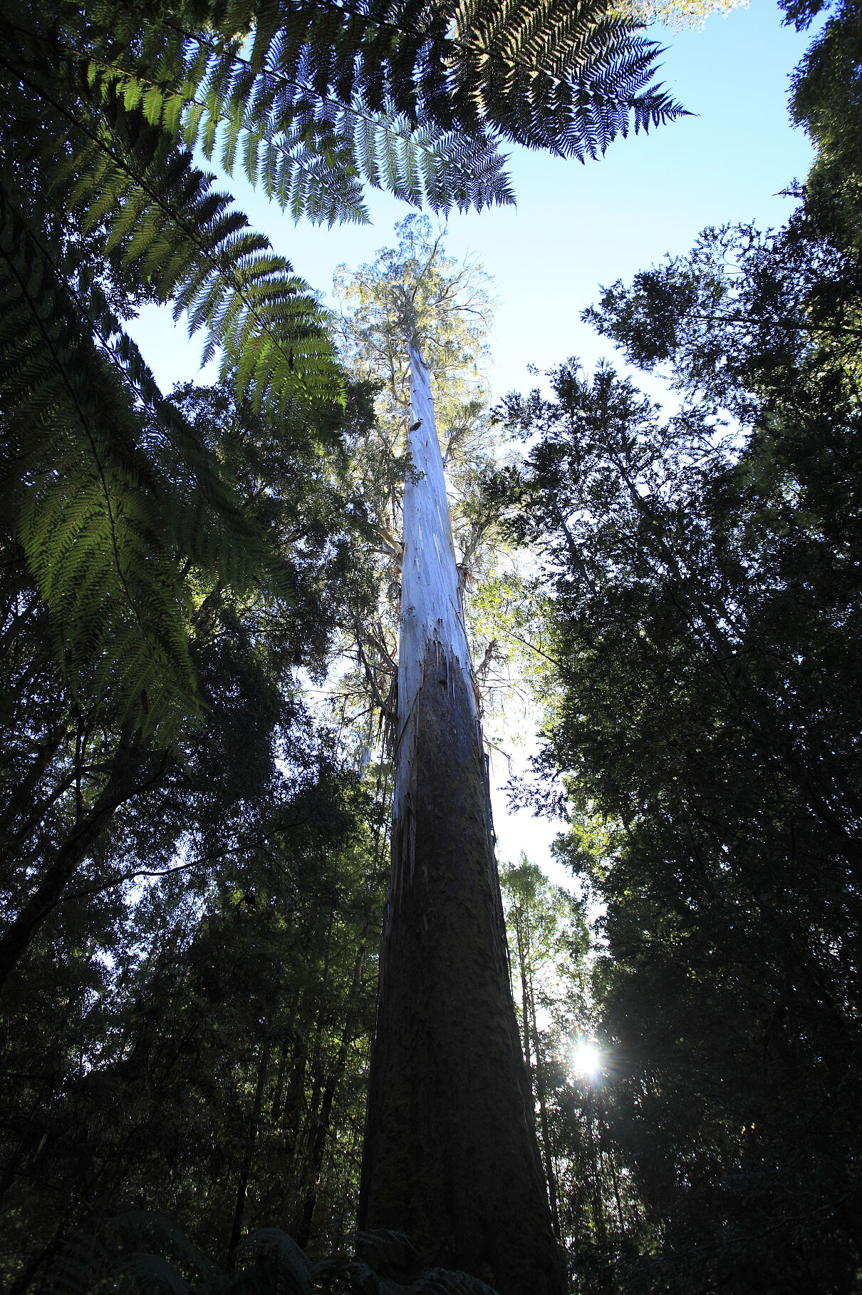 PW - 18 - Terra Mater