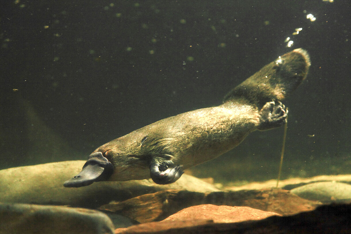 PW - 18 - Terra Mater