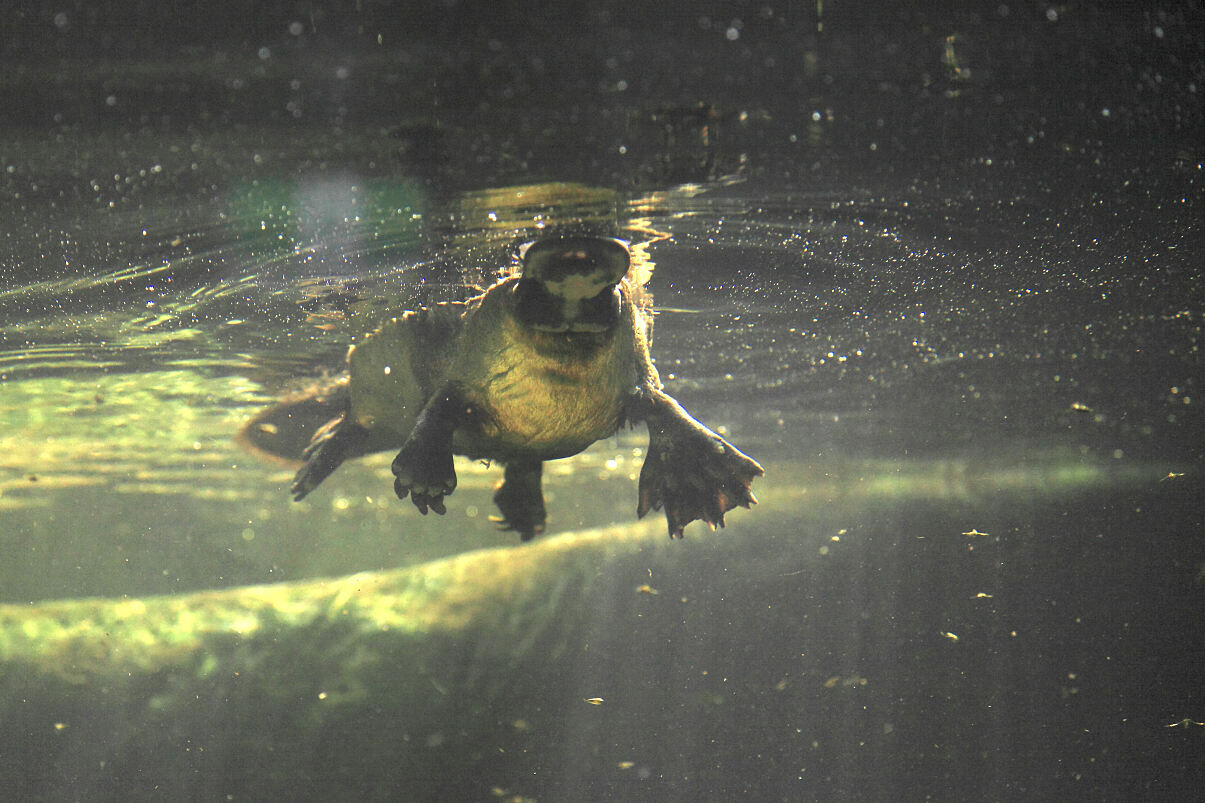 PW - 18 - Terra Mater