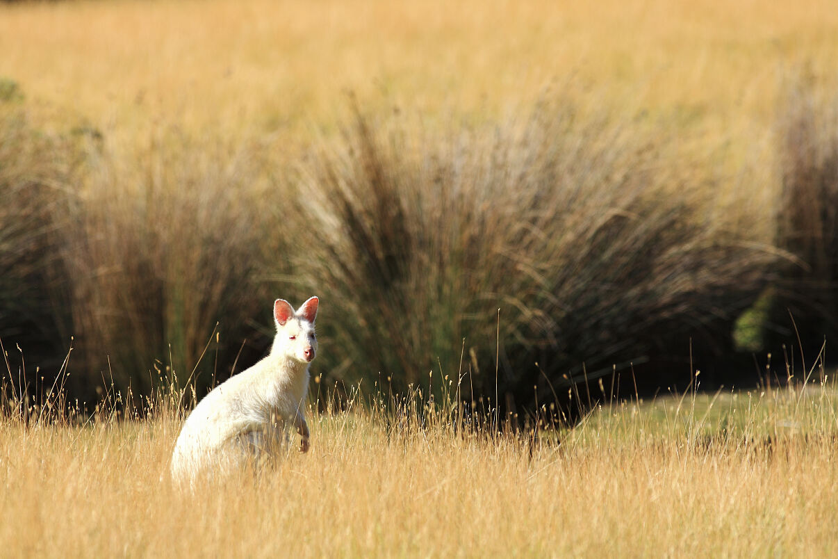 PW - 18 - Terra Mater