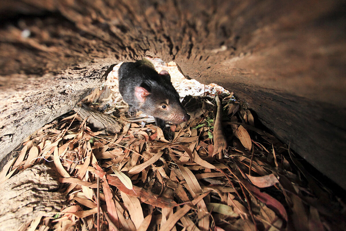 PW - 18 - Terra Mater