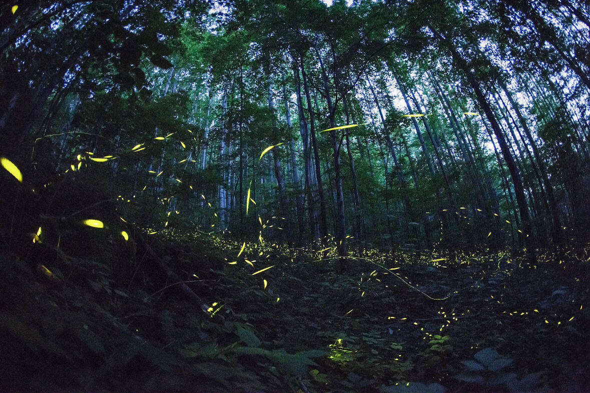 PW - 19 - Terra Mater