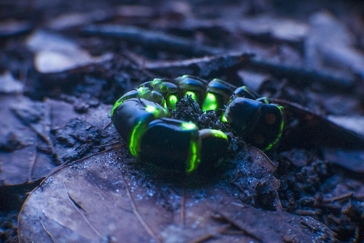 PW - 19 - Terra Mater