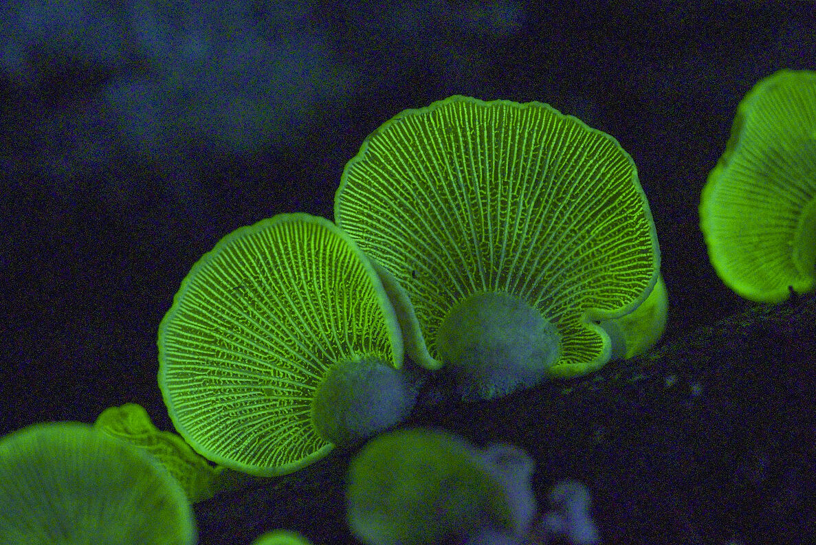 PW - 19 - Terra Mater