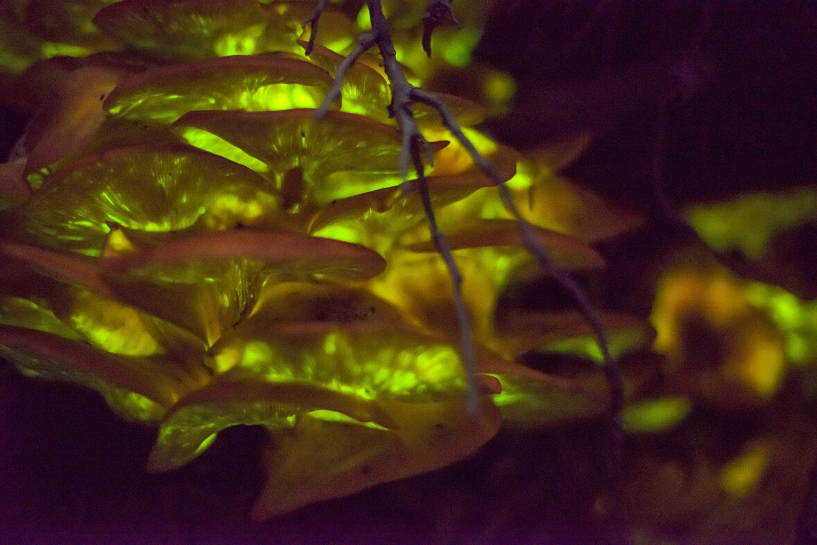 PW - 19 - Terra Mater