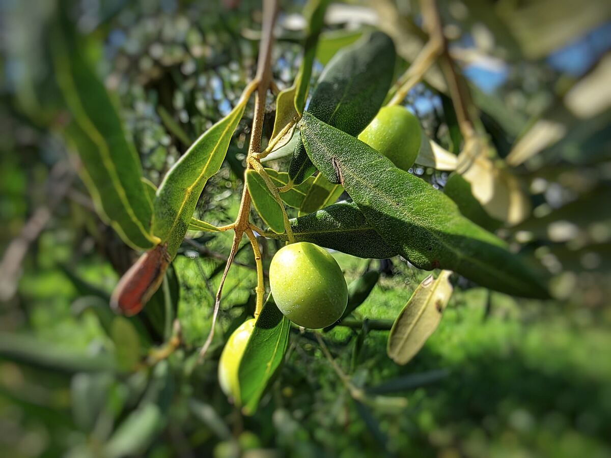 PW - 21 - Heimatleuchten - Triest - Sehnsucht Süden