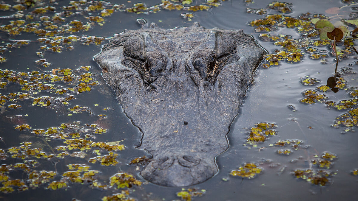 PW - 21 - Im Fluss - 6.000 Kilometer auf Missouri und Mississippi durch Amerika