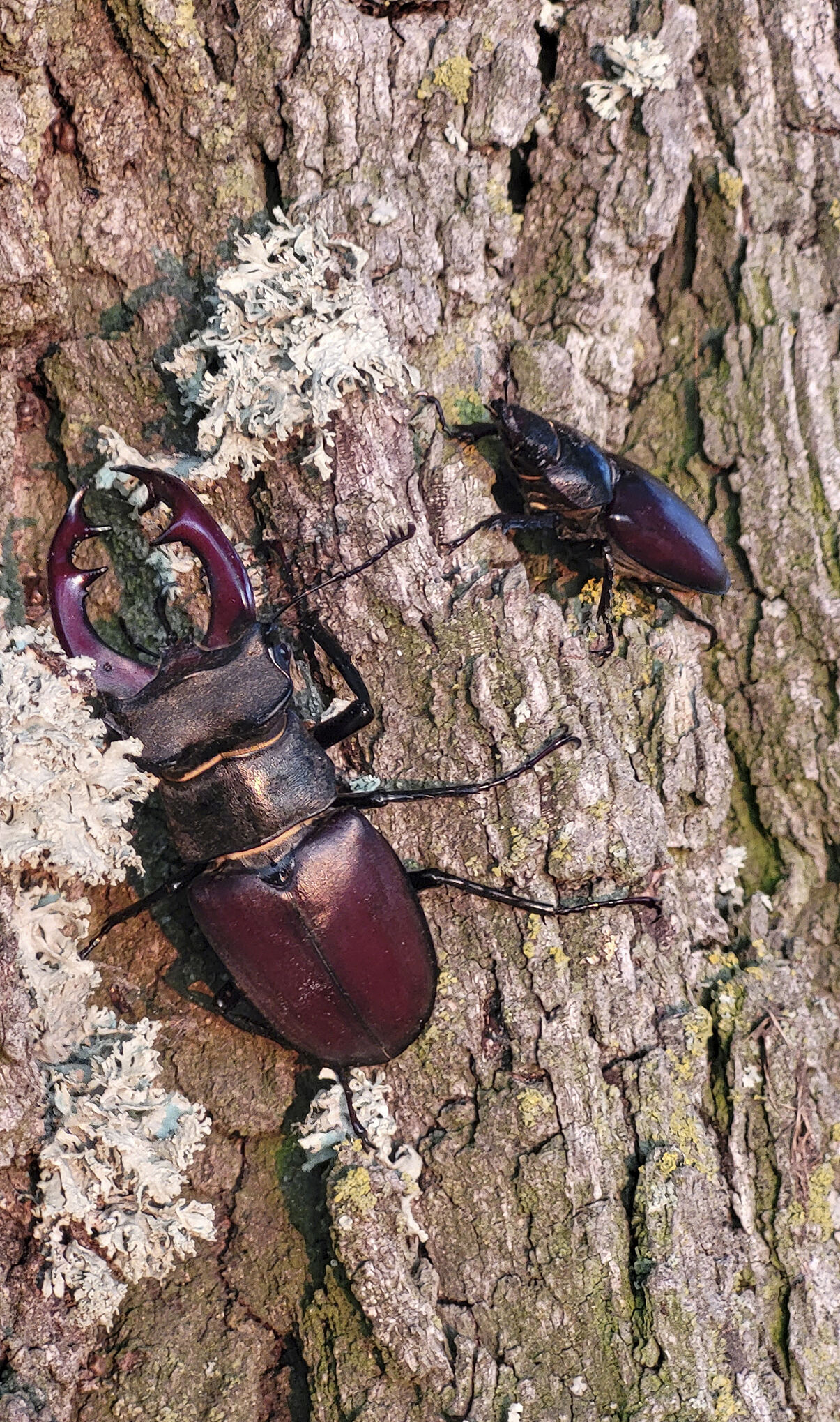 PW - 21 - Unsere Wälder - Ein Superorganismus