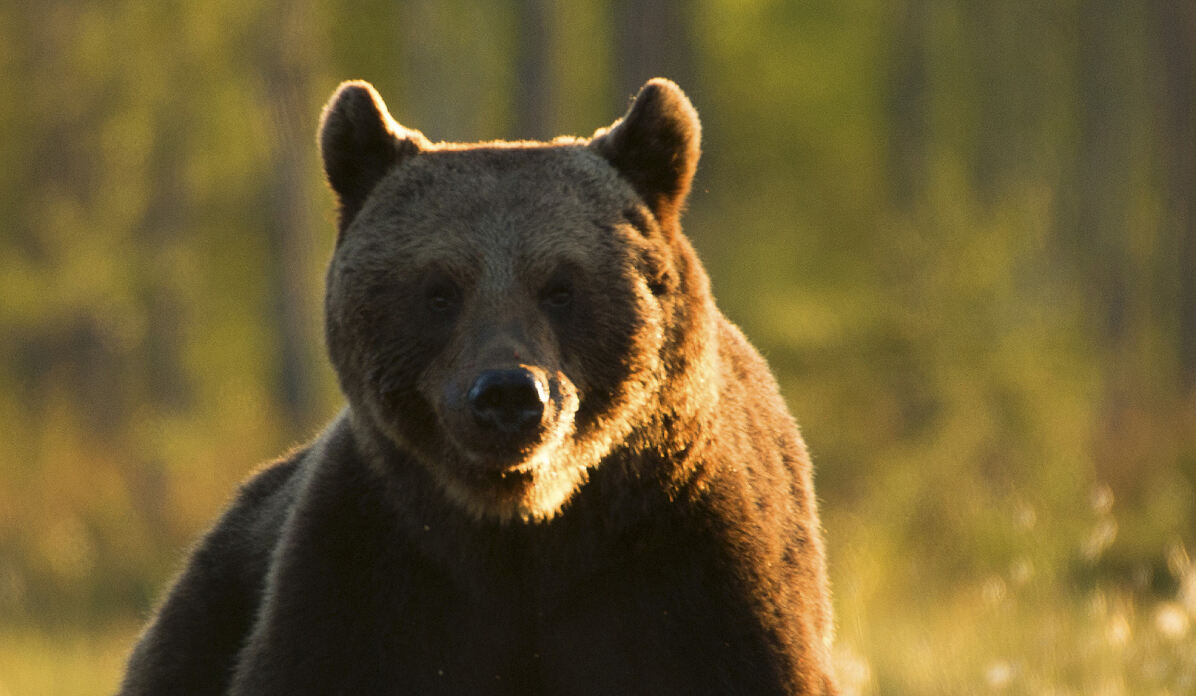 PW - 21 - Unsere Wälder - Ein Superorganismus