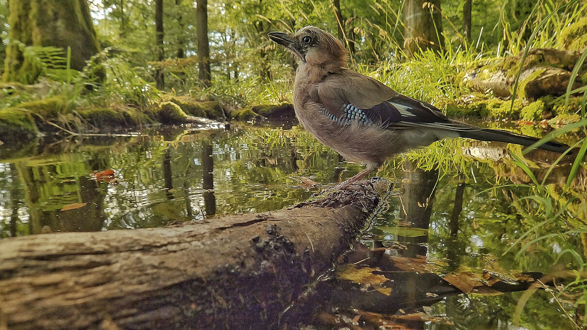 PW - 21 - Unsere Wälder - Ein Superorganismus