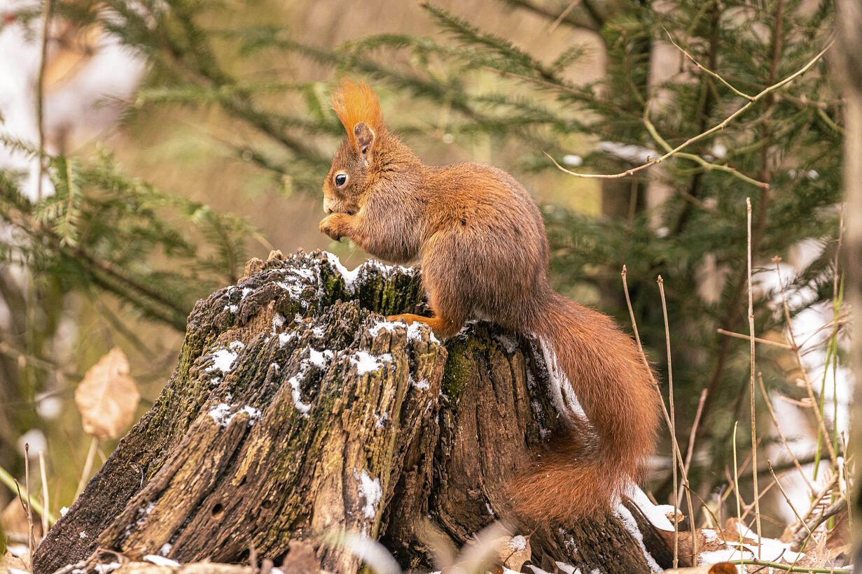 PW - 21 - Unsere Wälder - Ein Superorganismus