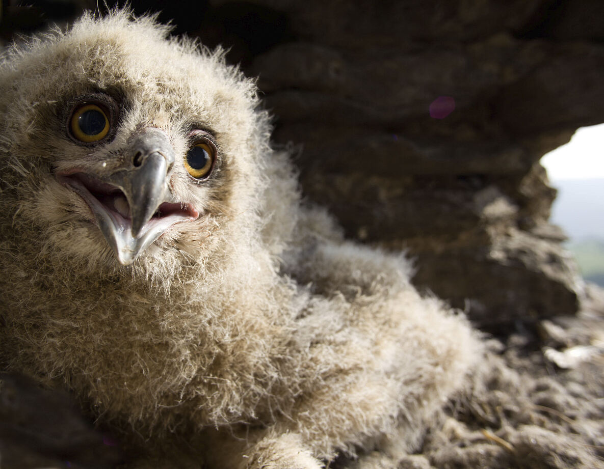 PW - 21 - Unsere Wälder - Ein Superorganismus