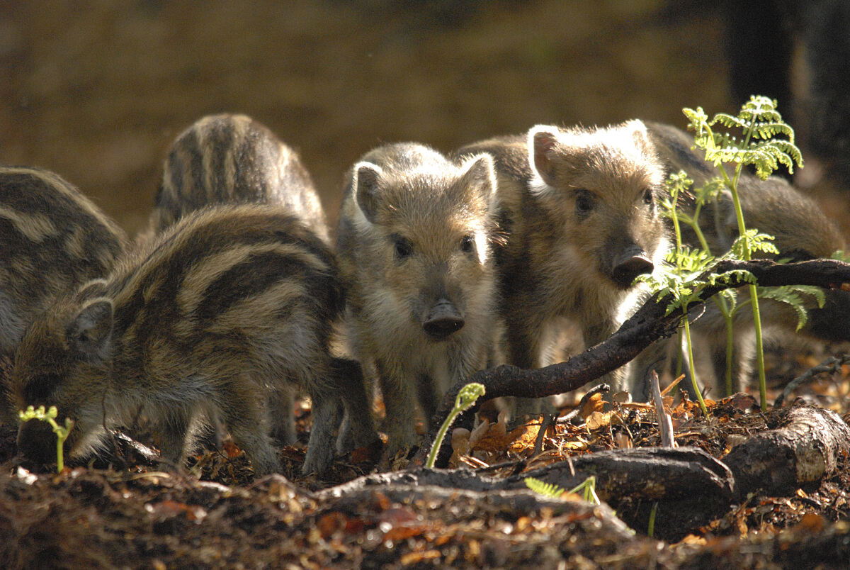 PW - 21 - Unsere Wälder - Ein Superorganismus