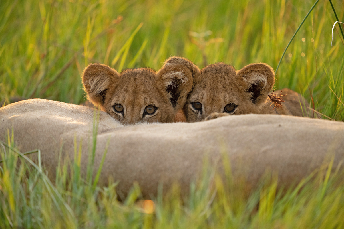 Große Katzen, kleine Welt