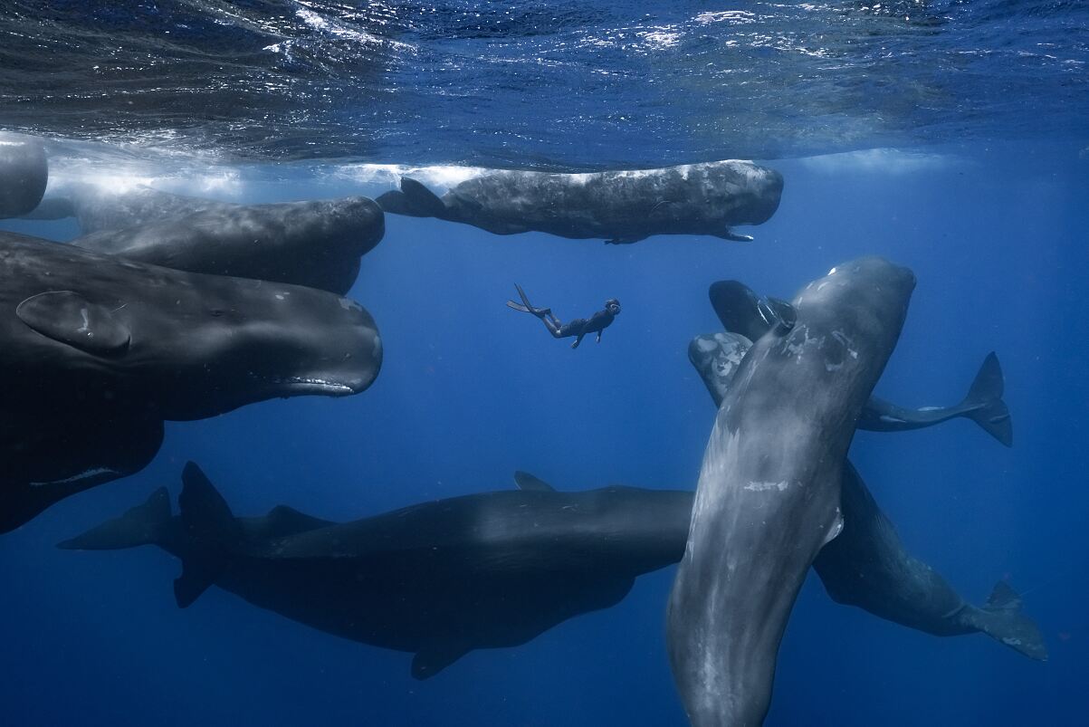 Patrick and the Whale