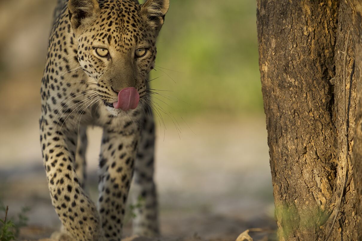 Große Katzen, kleine Welt