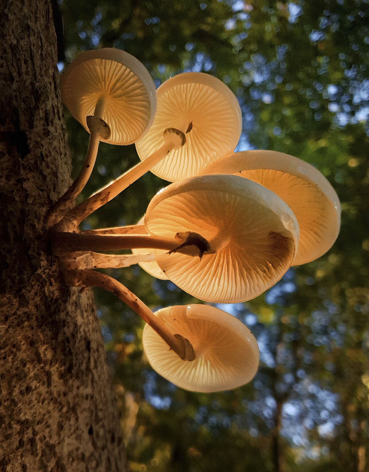 PW - 22 - Unsere Wälder - Mut zur Lücke