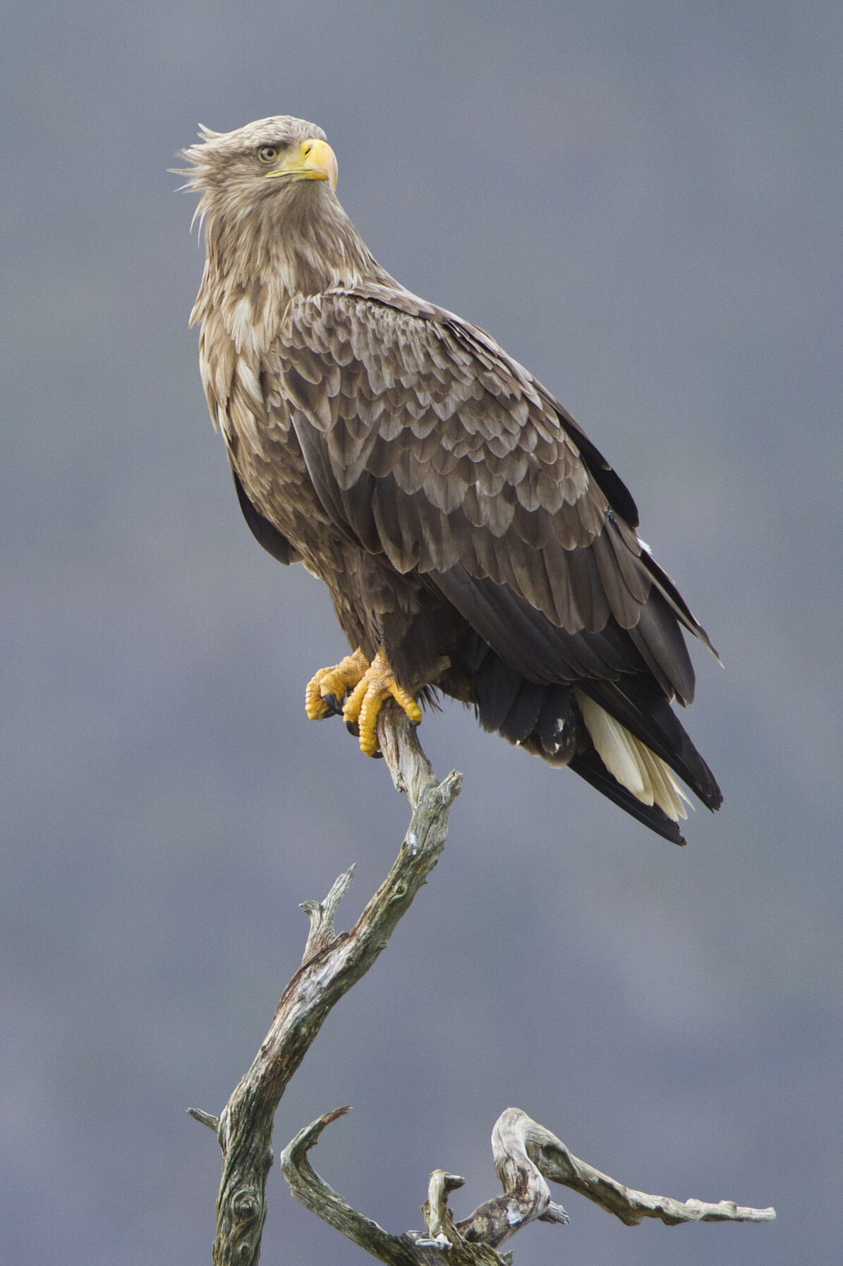 PW - 22 - Unsere Wälder - Mut zur Lücke