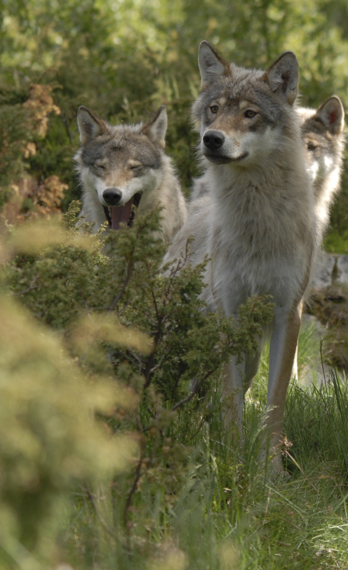 PW - 22 - Unsere Wälder - Mut zur Lücke