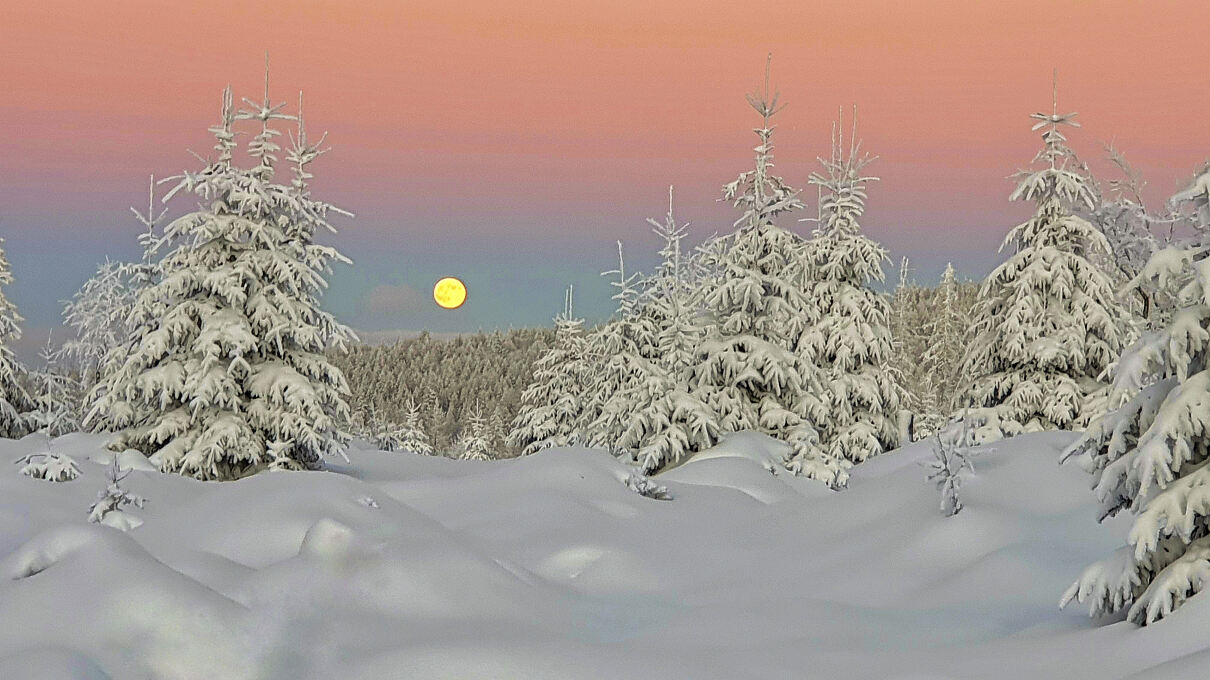 PW - 22 - Unsere Wälder - Mut zur Lücke