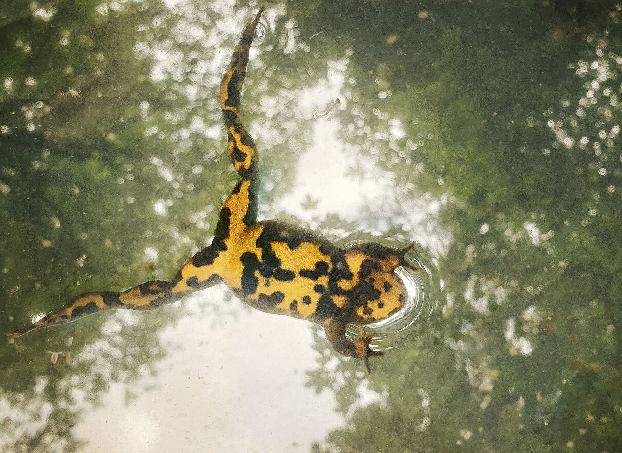 PW - 22 - Unsere Wälder - Mut zur Lücke