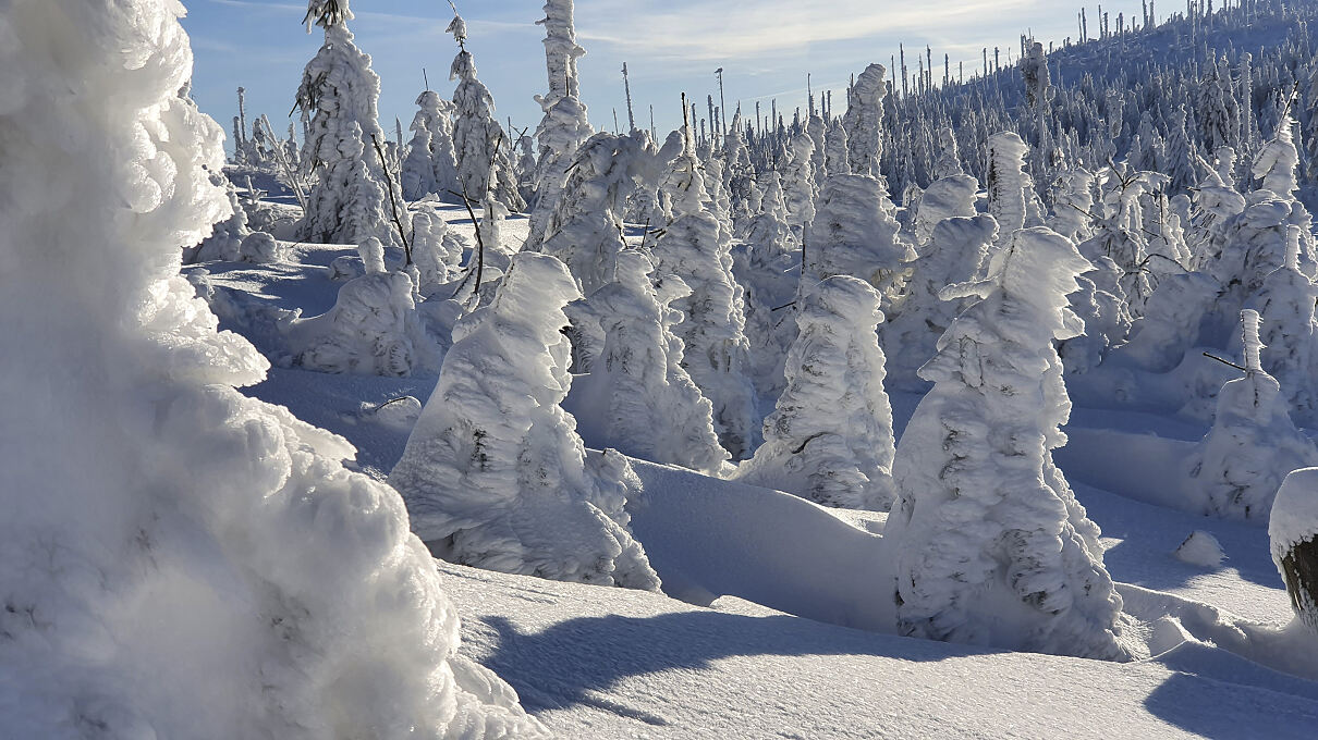 PW - 22 - Unsere Wälder - Mut zur Lücke