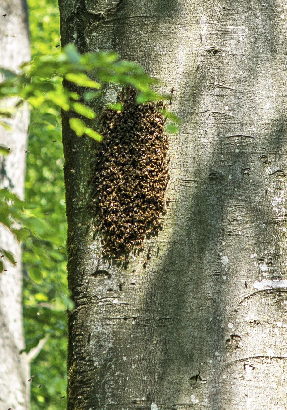 PW - 22 - Unsere Wälder - Mut zur Lücke