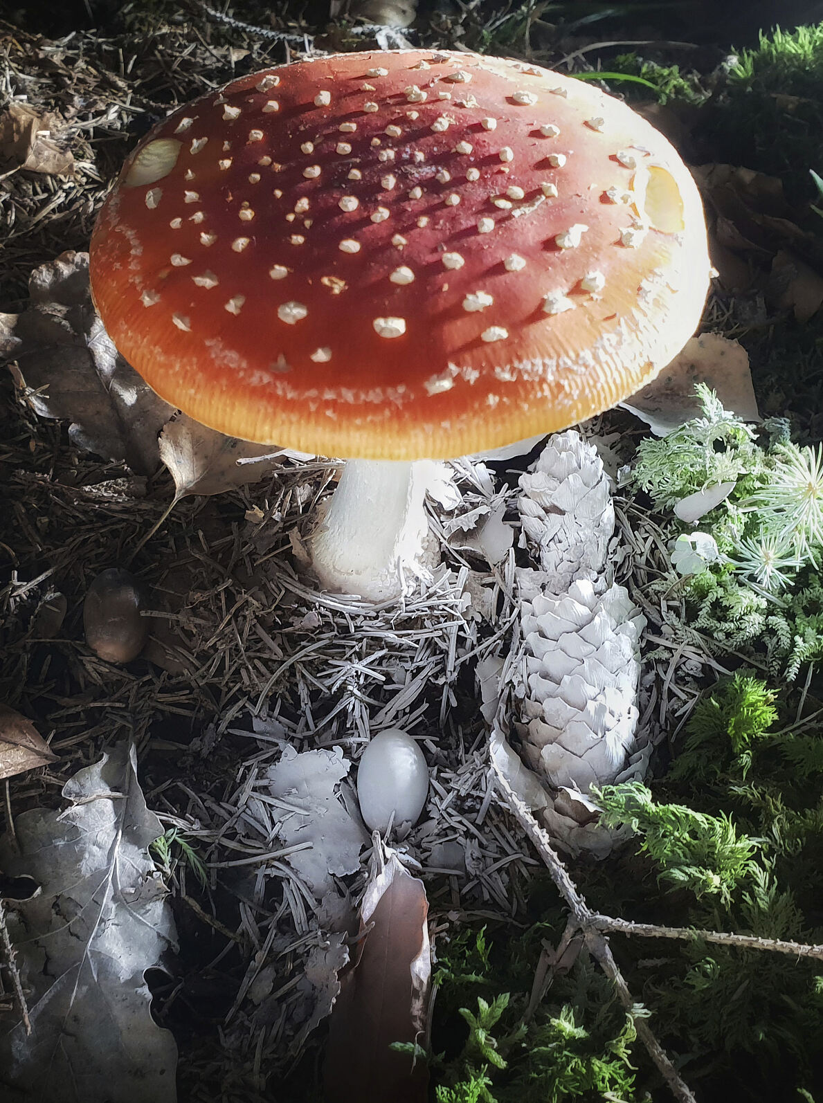 PW - 22 - Unsere Wälder - Mut zur Lücke