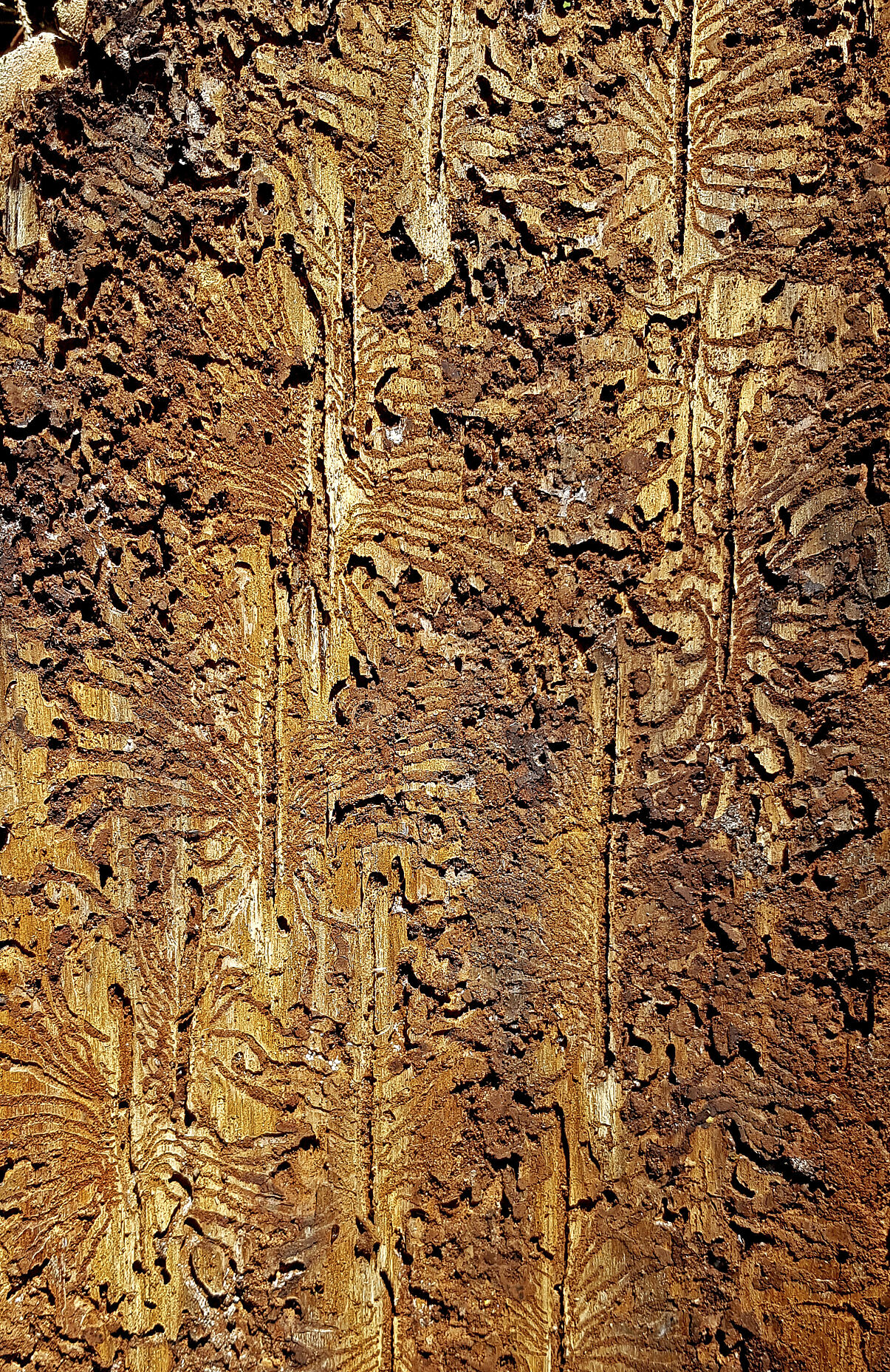 PW - 22 - Unsere Wälder - Mut zur Lücke