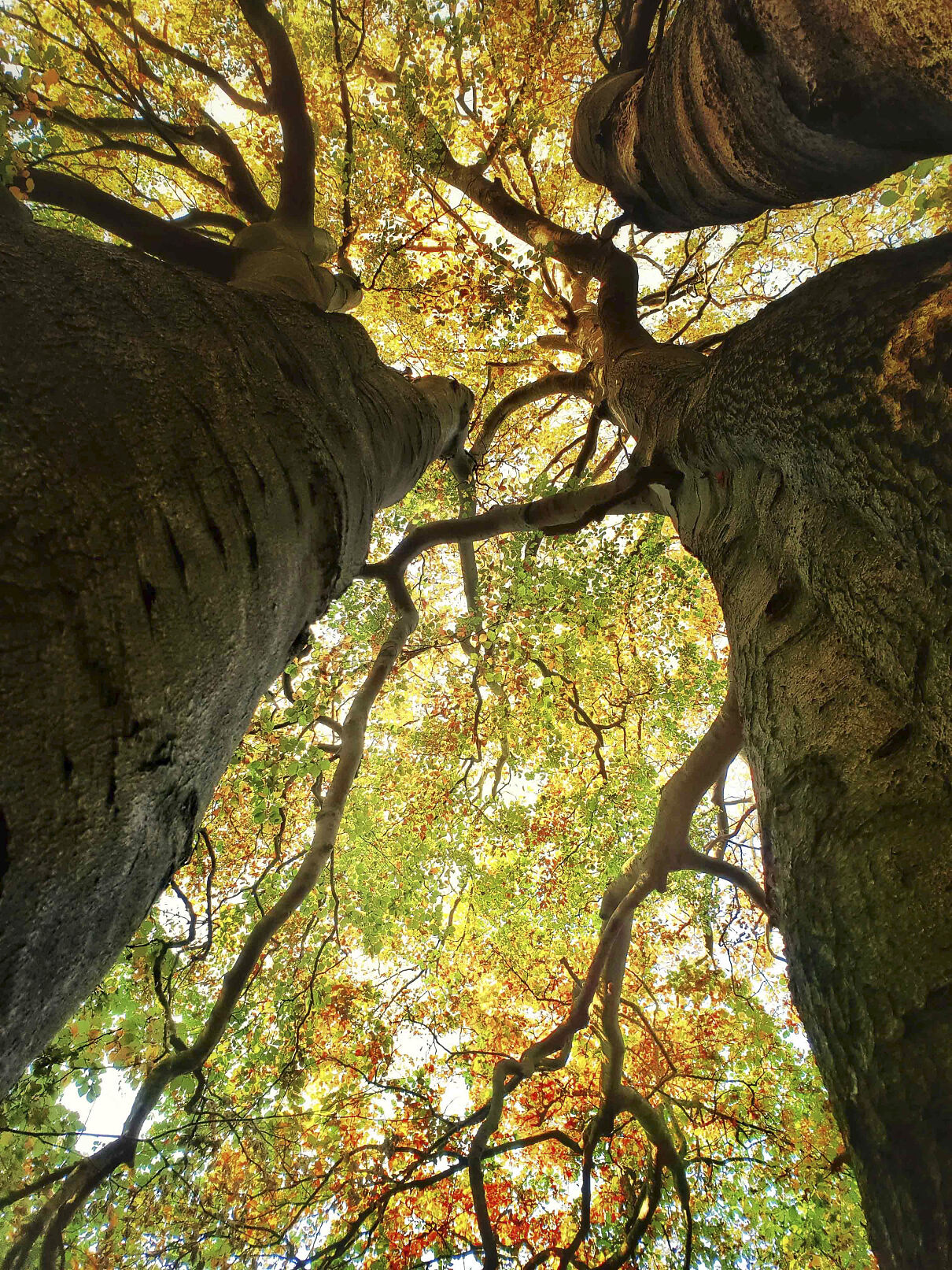 PW - 22 - Unsere Wälder - Mut zur Lücke
