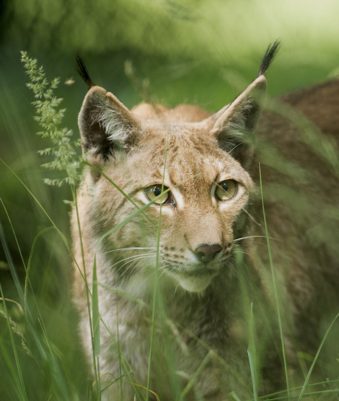PW - 22 - Unsere Wälder - Mut zur Lücke