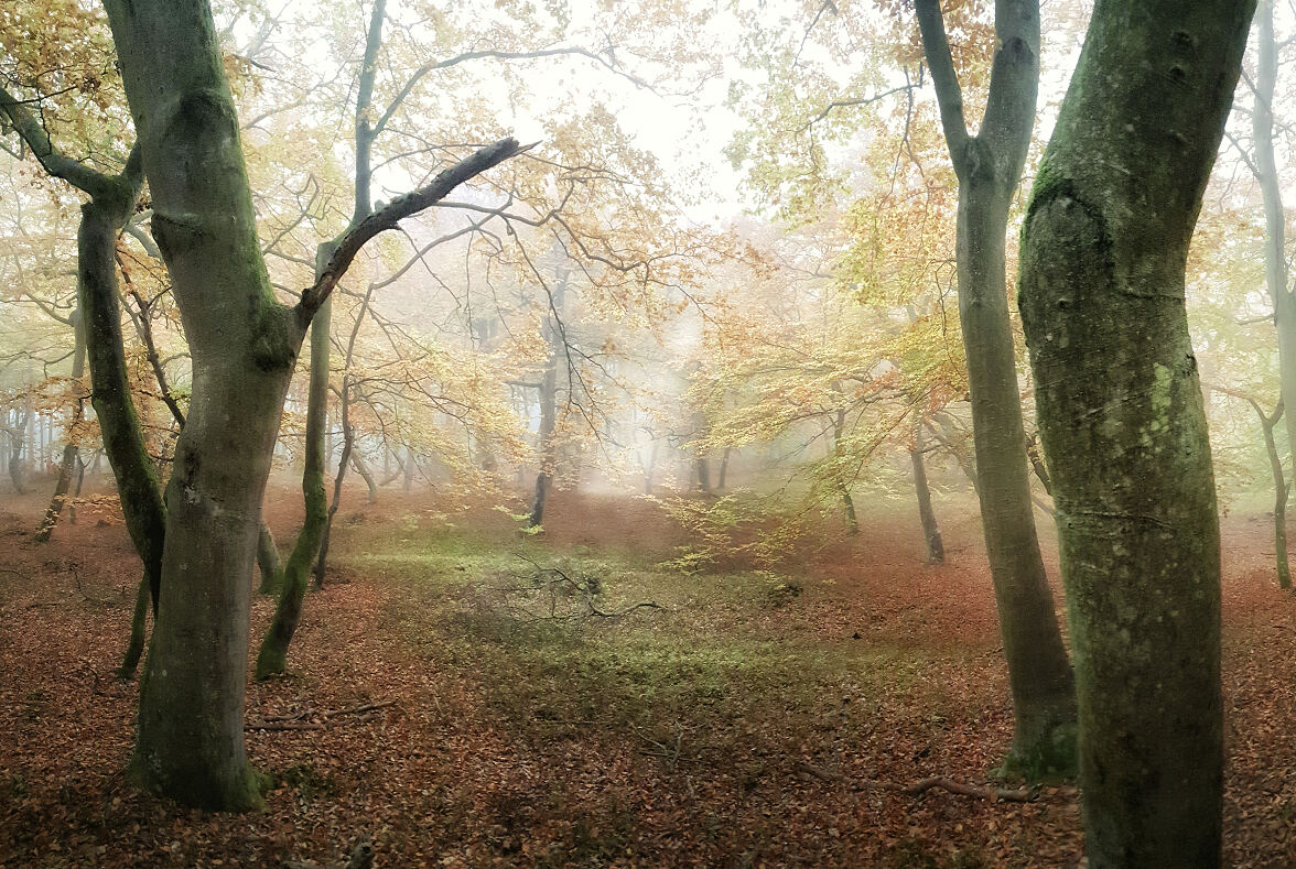 PW - 22 - Unsere Wälder - Mut zur Lücke