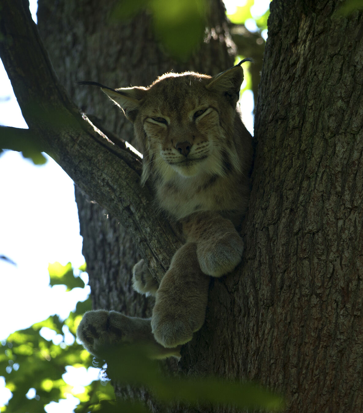 PW - 22 - Unsere Wälder - Mut zur Lücke