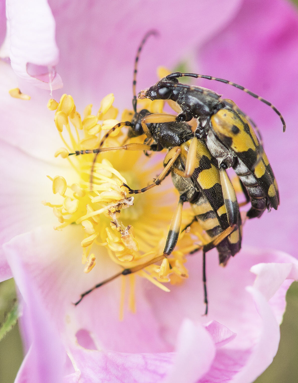 PW - 23 - Unsere Wälder - Zurück in die Zukunft