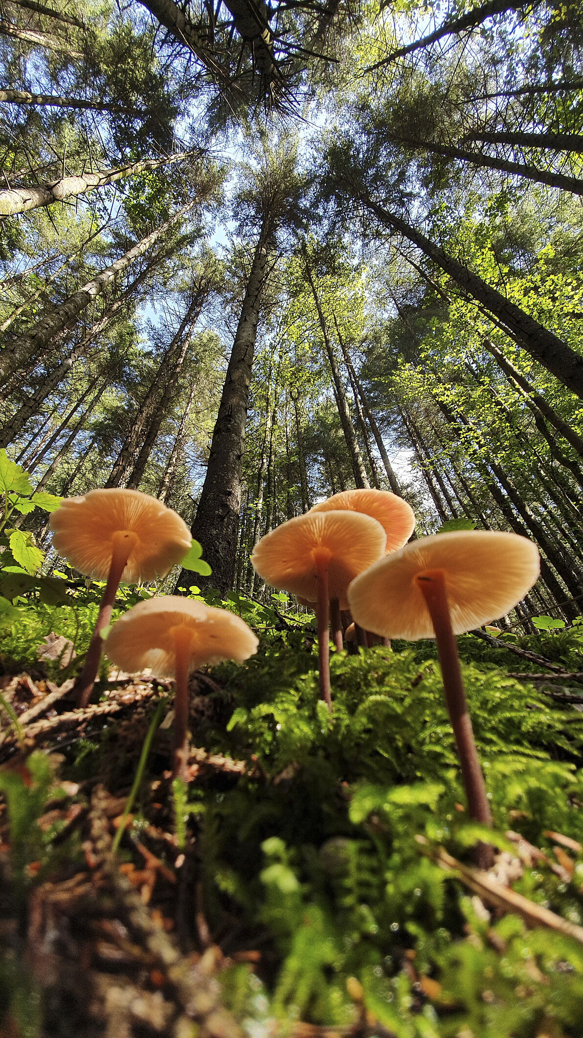 PW - 23 - Unsere Wälder - Zurück in die Zukunft