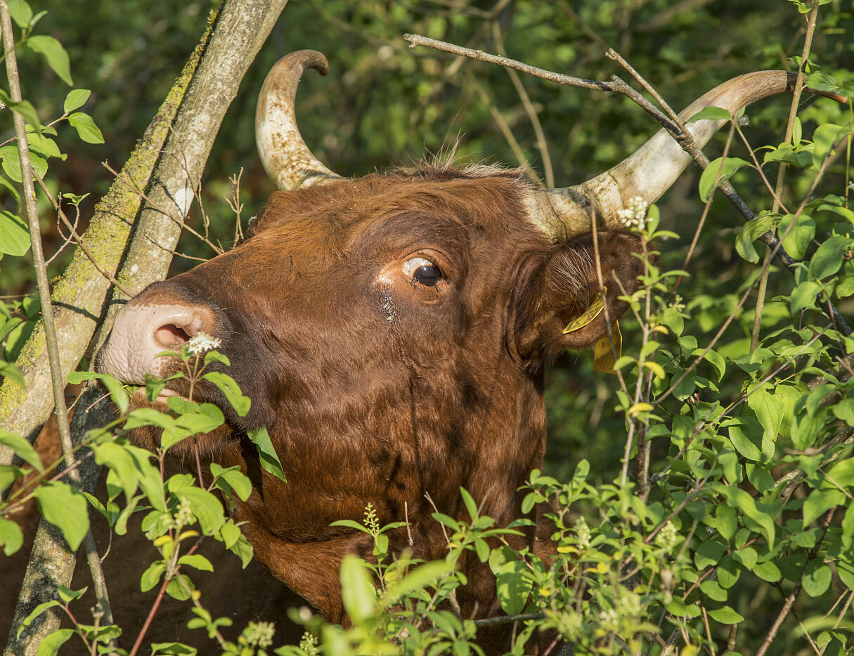 PW - 23 - Unsere Wälder - Zurück in die Zukunft