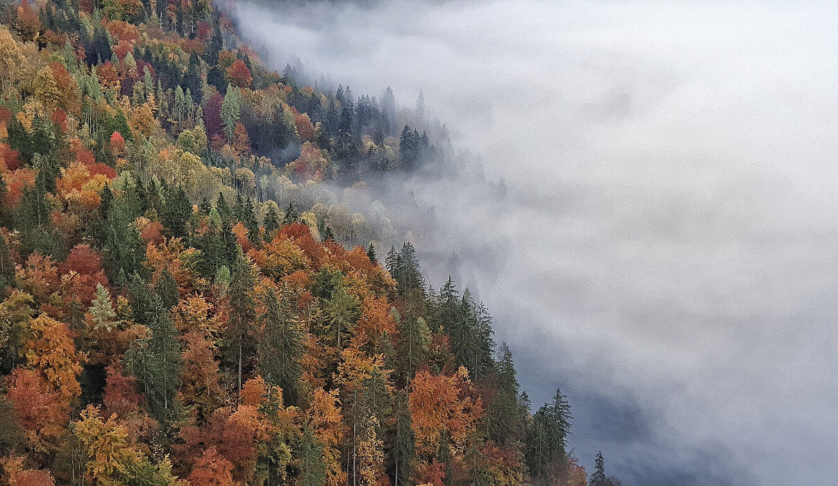 PW - 23 - Unsere Wälder - Zurück in die Zukunft