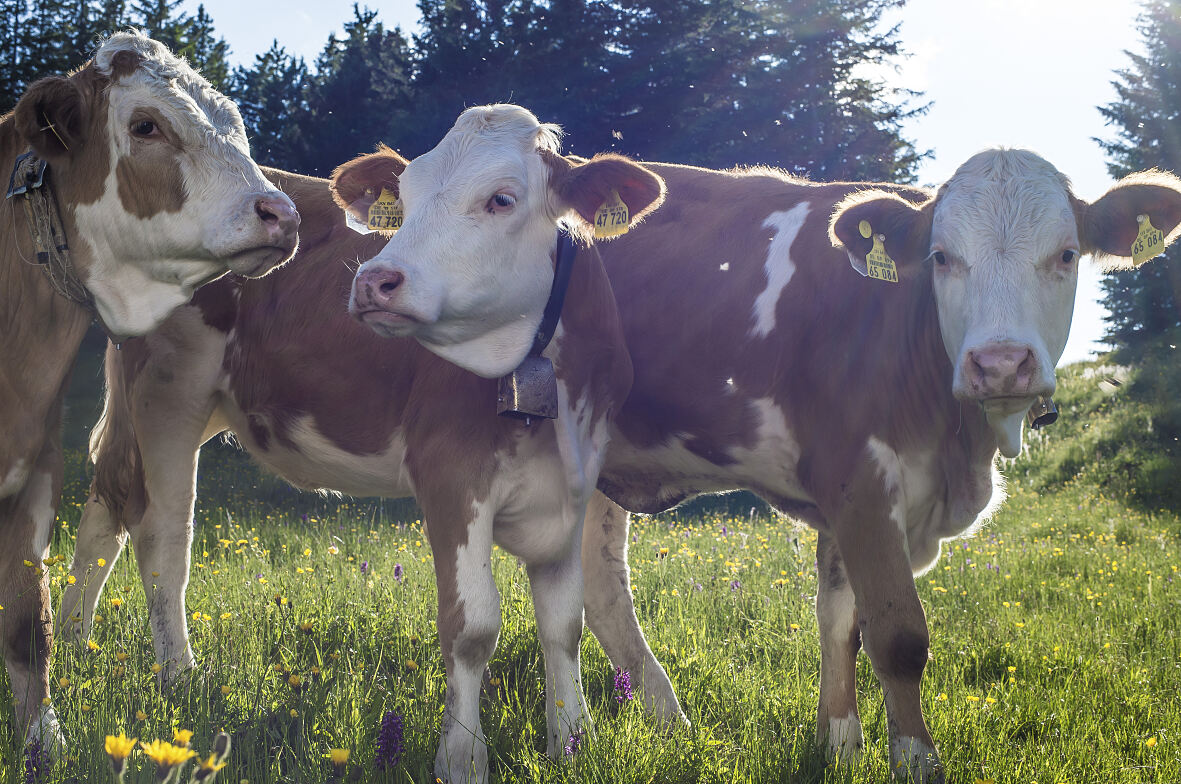 PW - 23 - Unsere Wälder - Zurück in die Zukunft