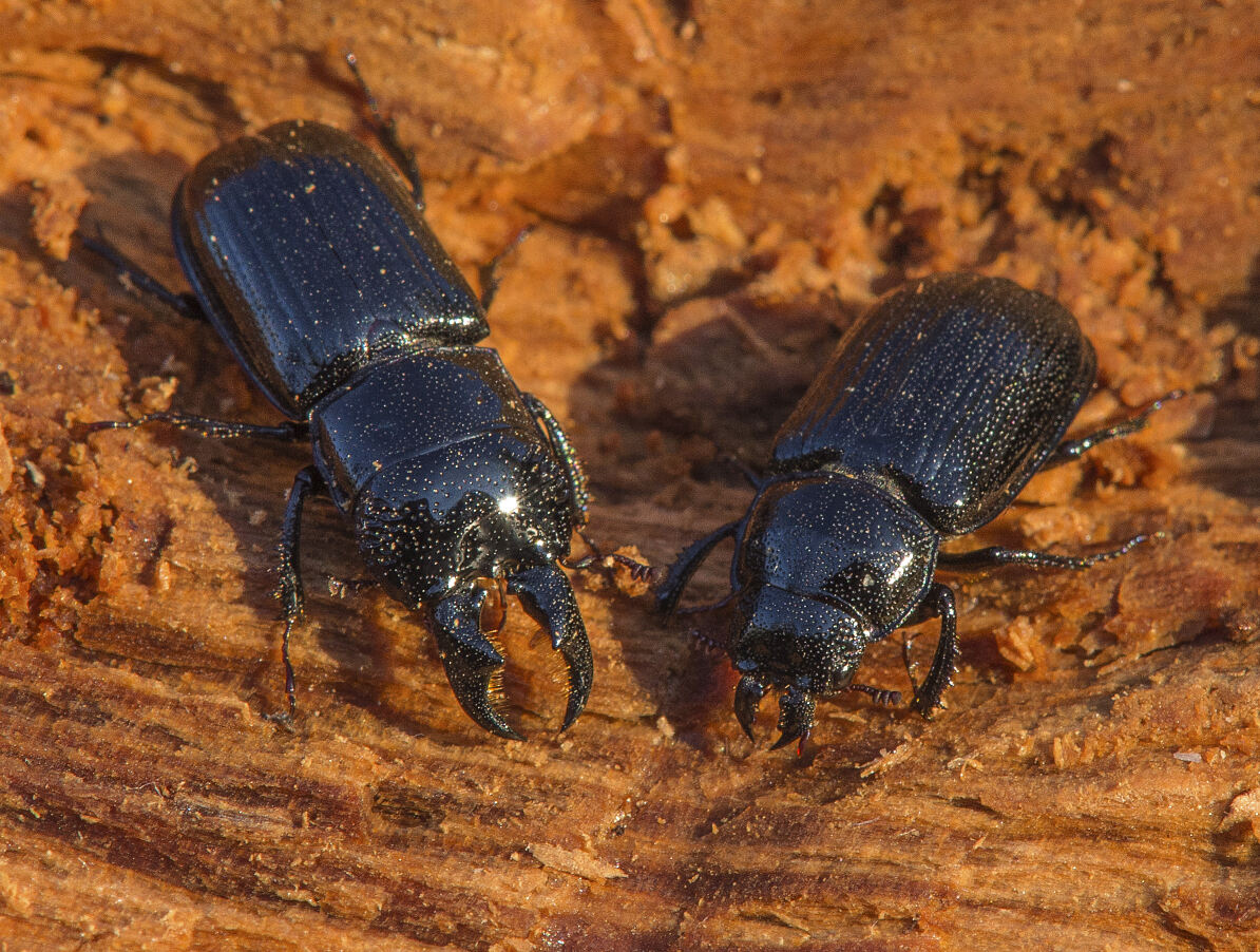 PW - 23 - Unsere Wälder - Zurück in die Zukunft
